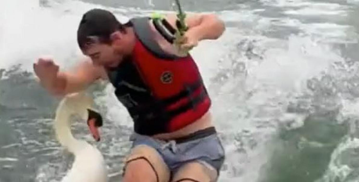 Woedende zwaan werpt surfer van zijn bord: «De zwaan won het gevecht» (video)
