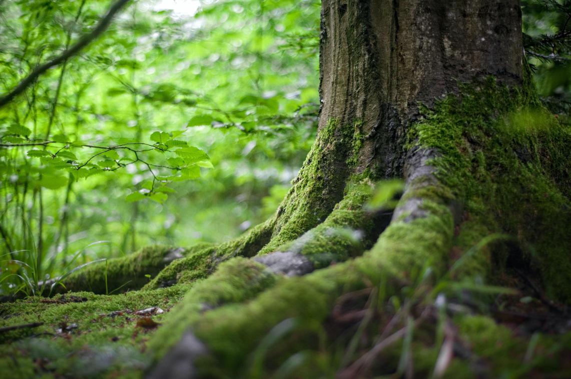 Eén op de vijf bosbomen in Vlaanderen is beschadigd
