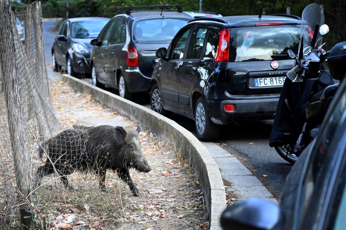 Na avondklok: nu ook picknickverbod in Rome na incidenten met wilde zwijnen