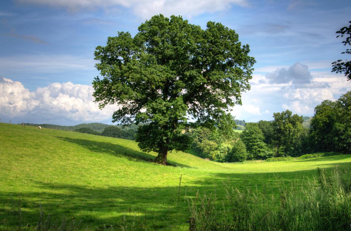Eén oude boom heeft positievere effecten op gezondheid dan tien kleine jonge bomen