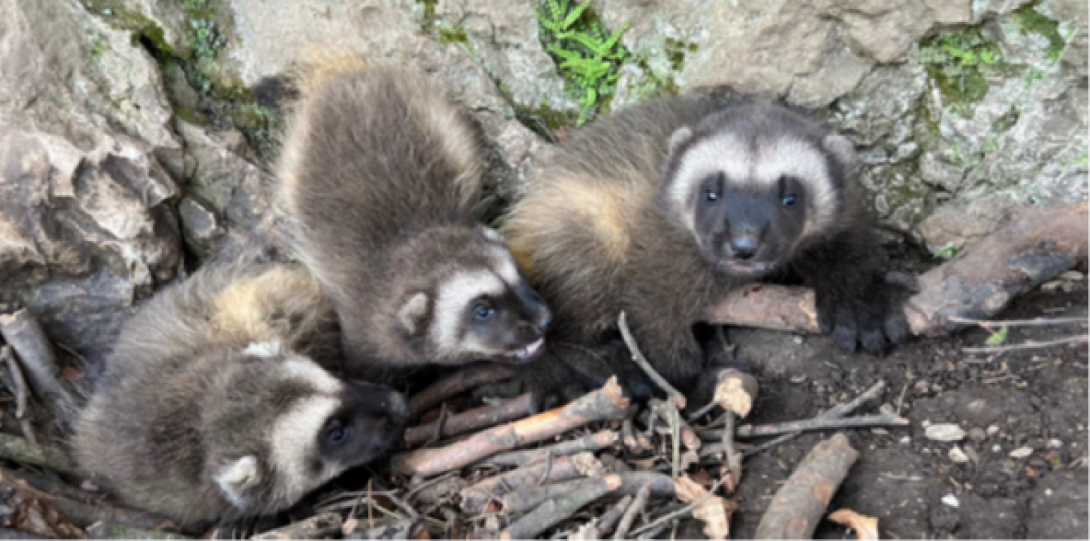 Schattig babynieuws: Dierenpark van Grotten van Han verwelkomt zeldzame veelvraat-drieling