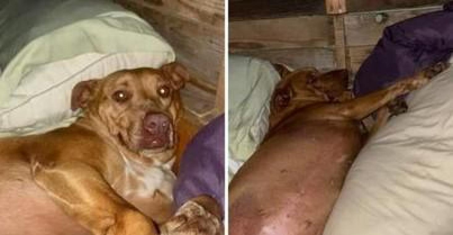 OEPS. Hond breekt in bij Amerikaans koppel en nestelt zich in hun bed terwijl ze slapen