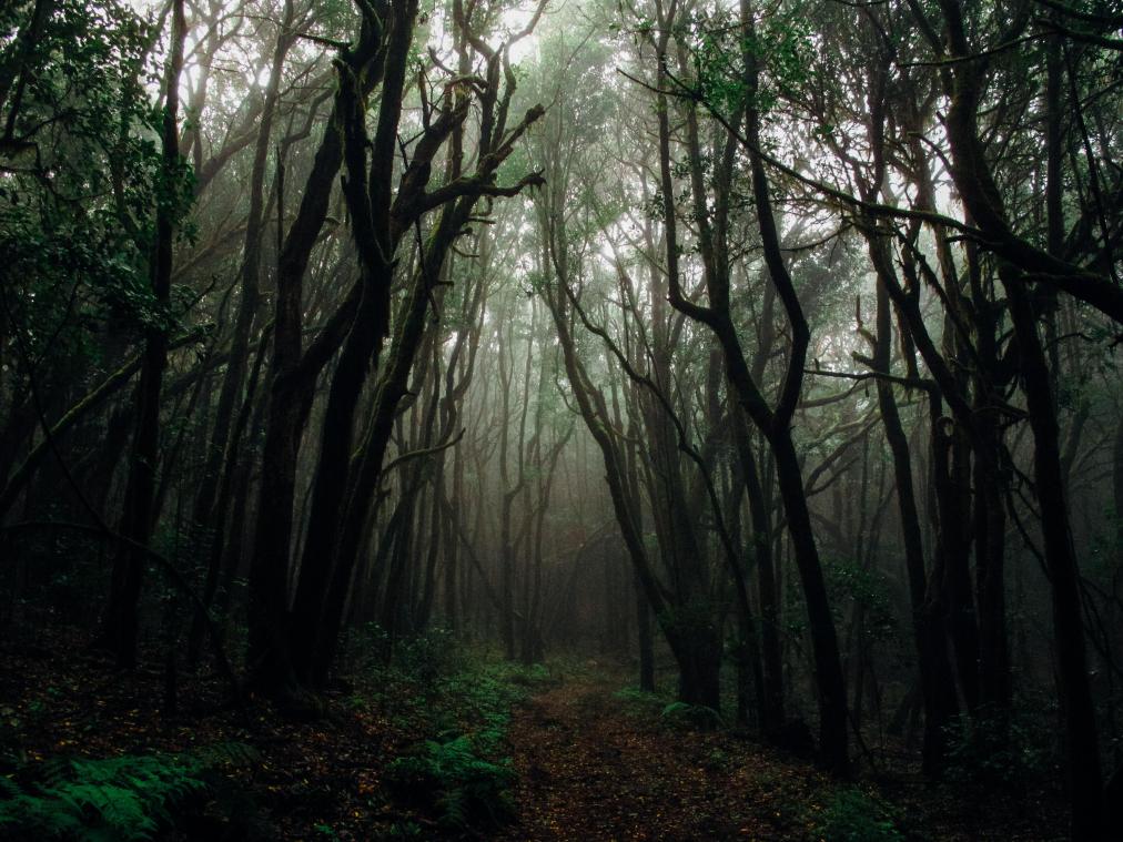 WOW. Chinese wetenschappers ontdekken eeuwenoud oerbos in zinkgat van 190 meter diep (video)