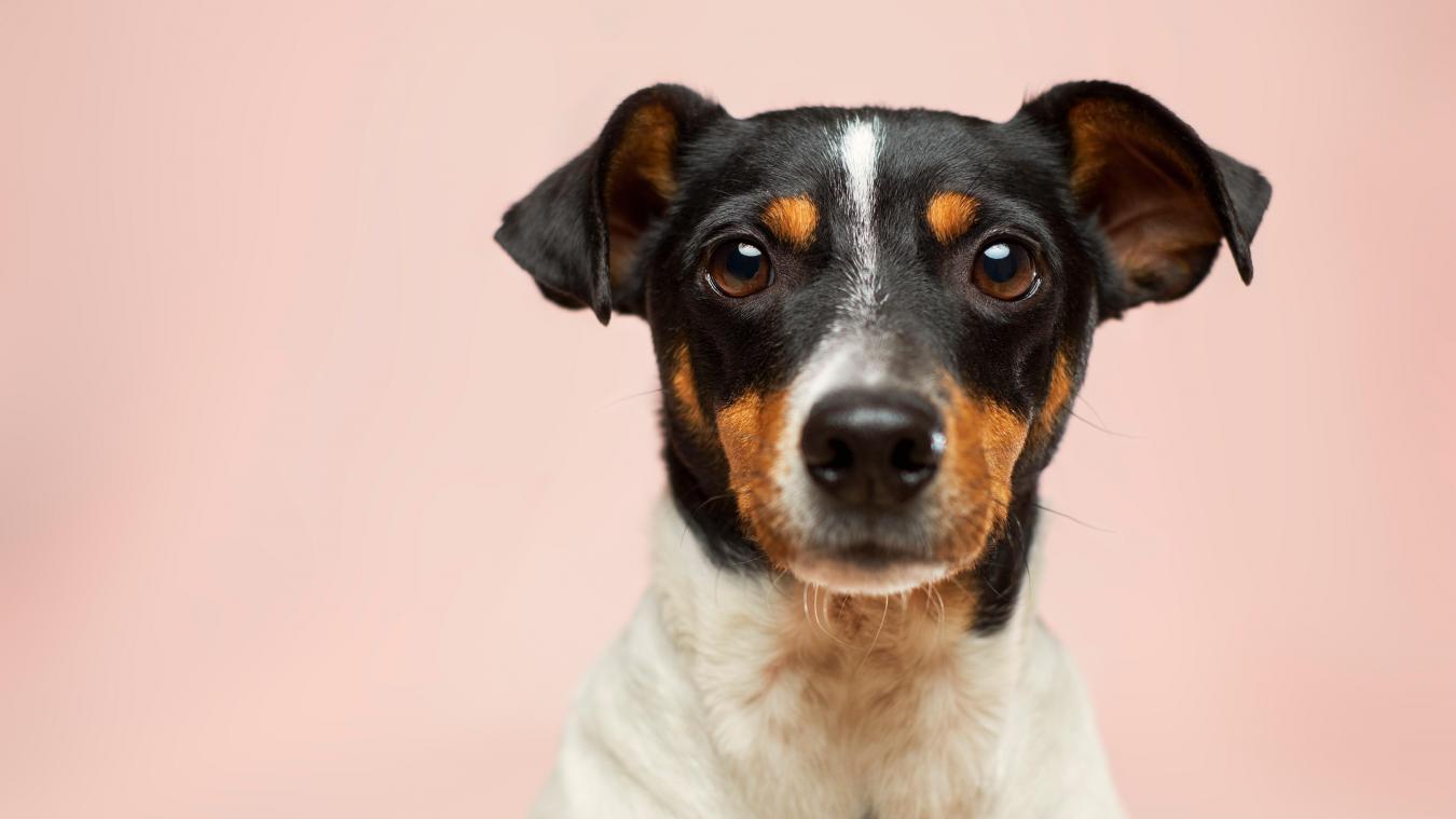 Brussels Gewest ondersteunt dierenasielen: «Ze vervullen een essentiële taak»