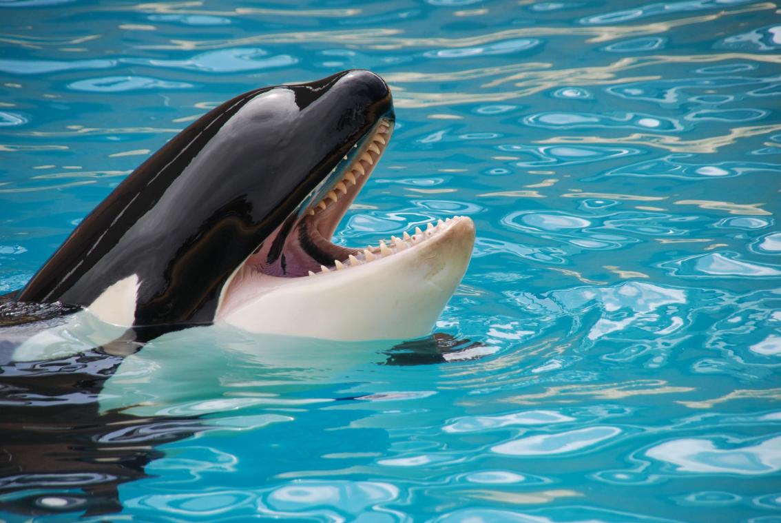 BIZAR. Verdwaalde orka in de Seine gespot