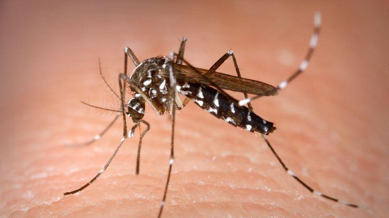 GEZOCHT. Tijgermuggen in België