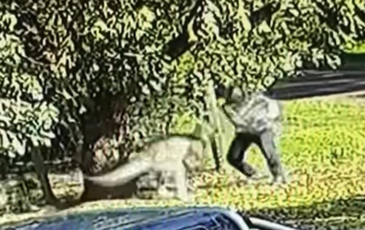 Australiër gaat zes minuten lang duel aan met reuzenkangoeroe: «Het was vechten of sterven»