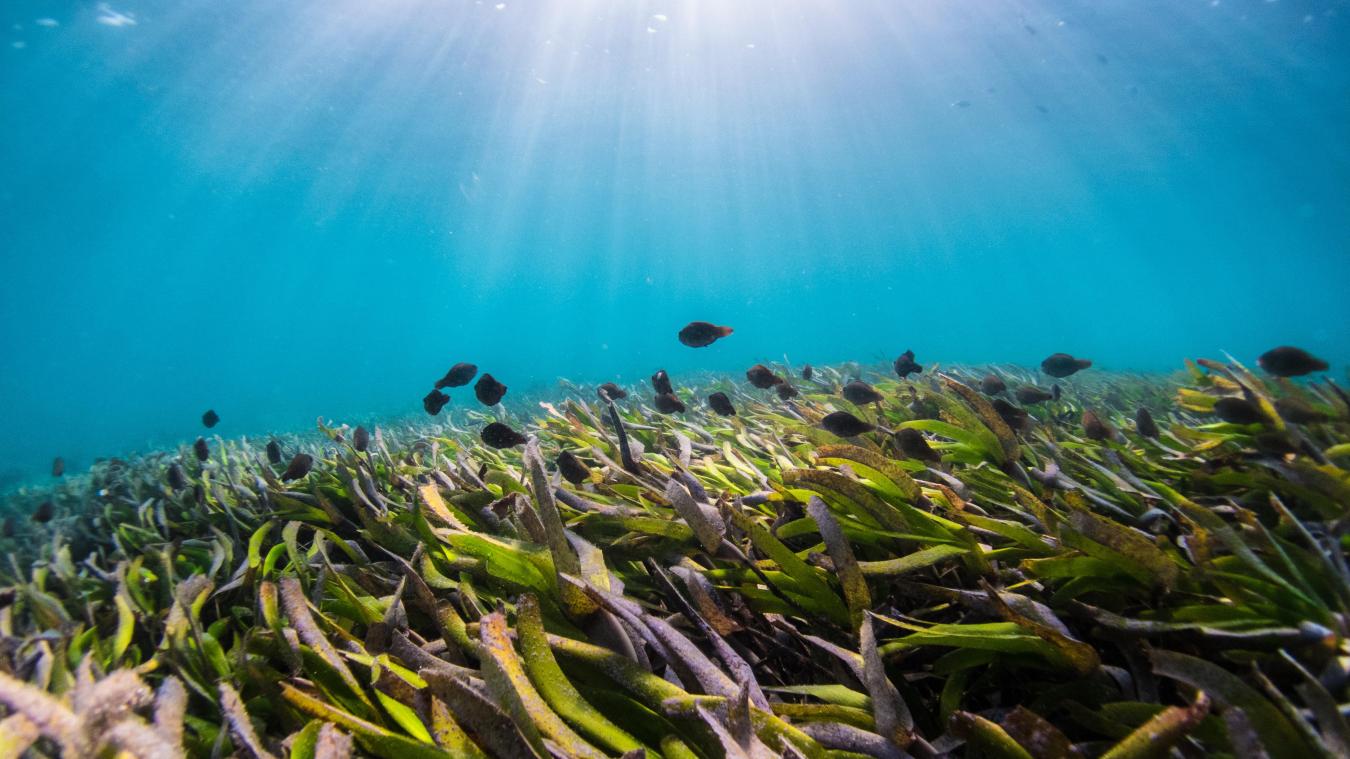 WOW. Grootste plant ter wereld ontdekt ten westen van Australië