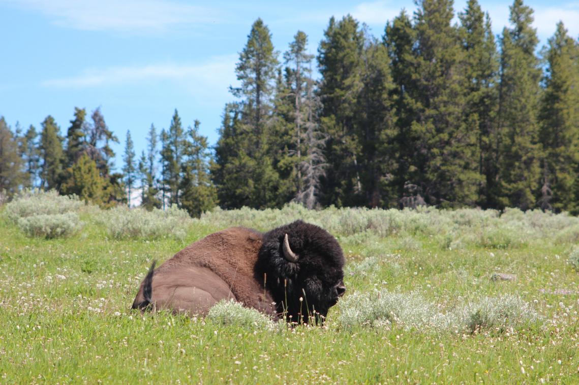 Bizon spietst vrouw in Yellowstone en werpt haar drie meter de lucht in