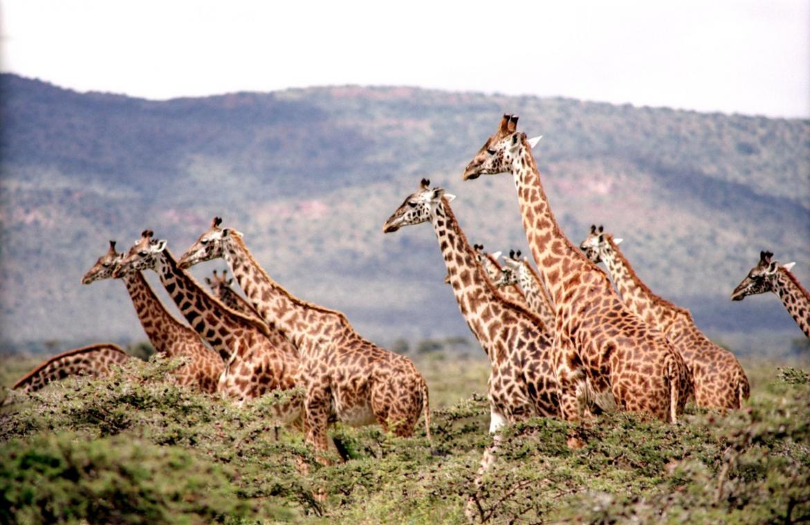 Giraffen hebben niet enkel een lange nek om aan bladeren in de bomen te kunnen peuzelen
