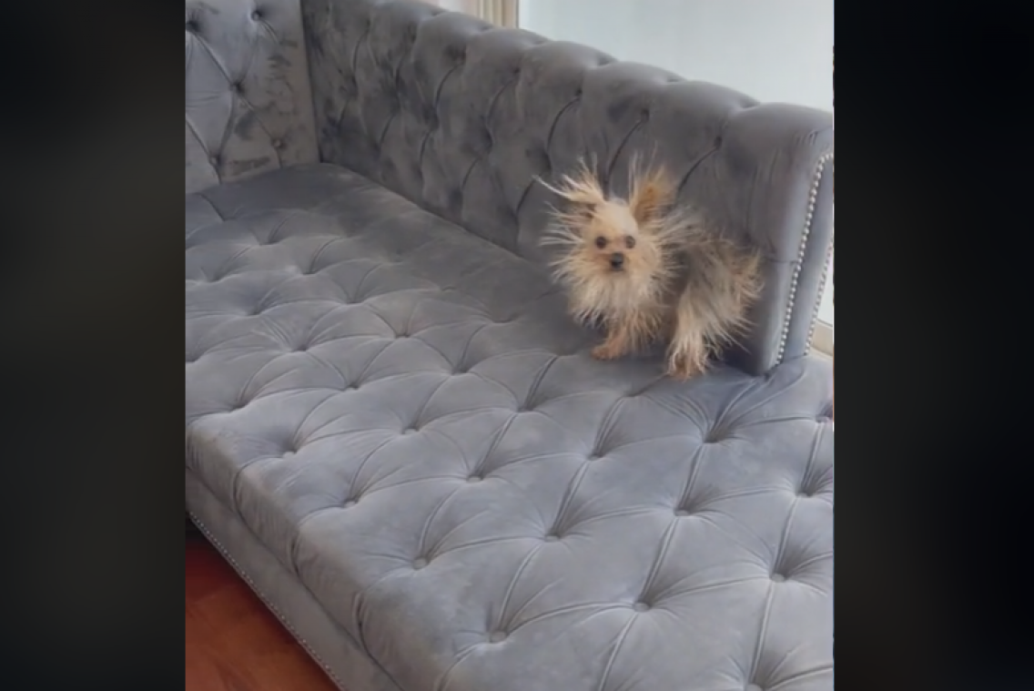 Hondje met ontploft kapsel is ster van het internet: «Ik lach me krom!» (video)