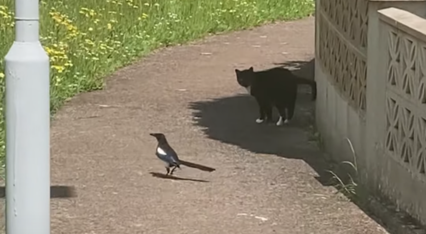 Internet smult van filmpje waarin kat wordt gestalkt door ekster: «Die vogel zoekt problemen» (video)