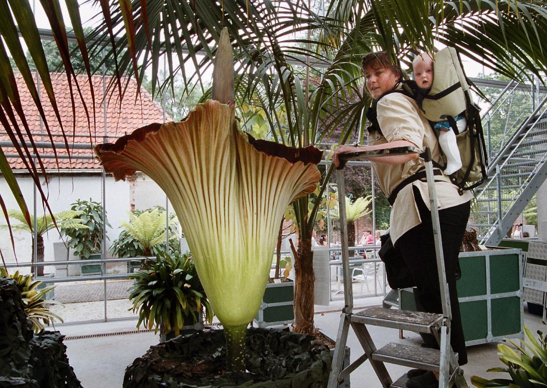 Grootste bloem ter wereld, met ondraaglijke stank, bloeit binnenkort in Plantentuin van Meise