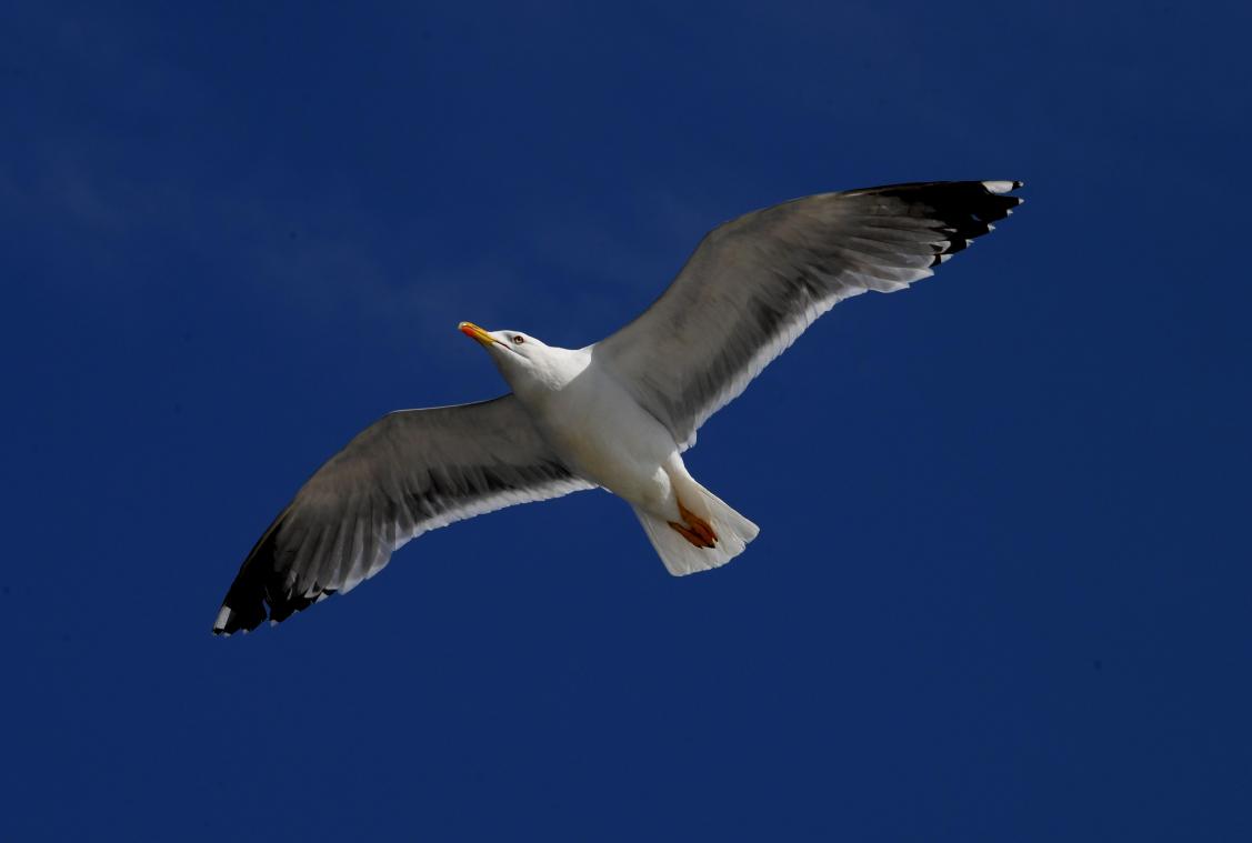 Vogelgriep slaat toe bij meeuwen aan de kust