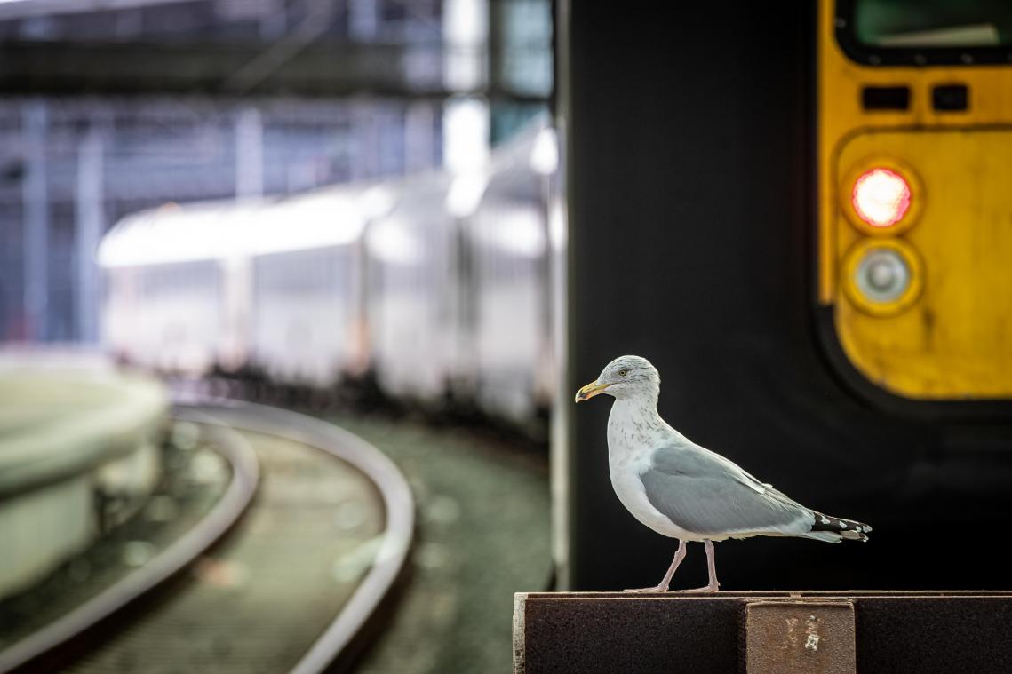 NMBS komt met zomerabonnement voor vaste pendelaars
