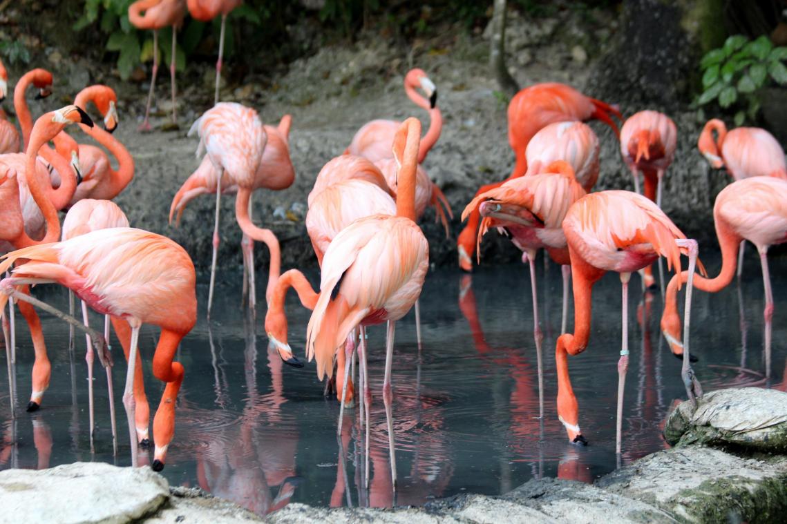 Wanneer zal je sterven? Studie beweert dat ‘flamingotest’ indicatie geeft