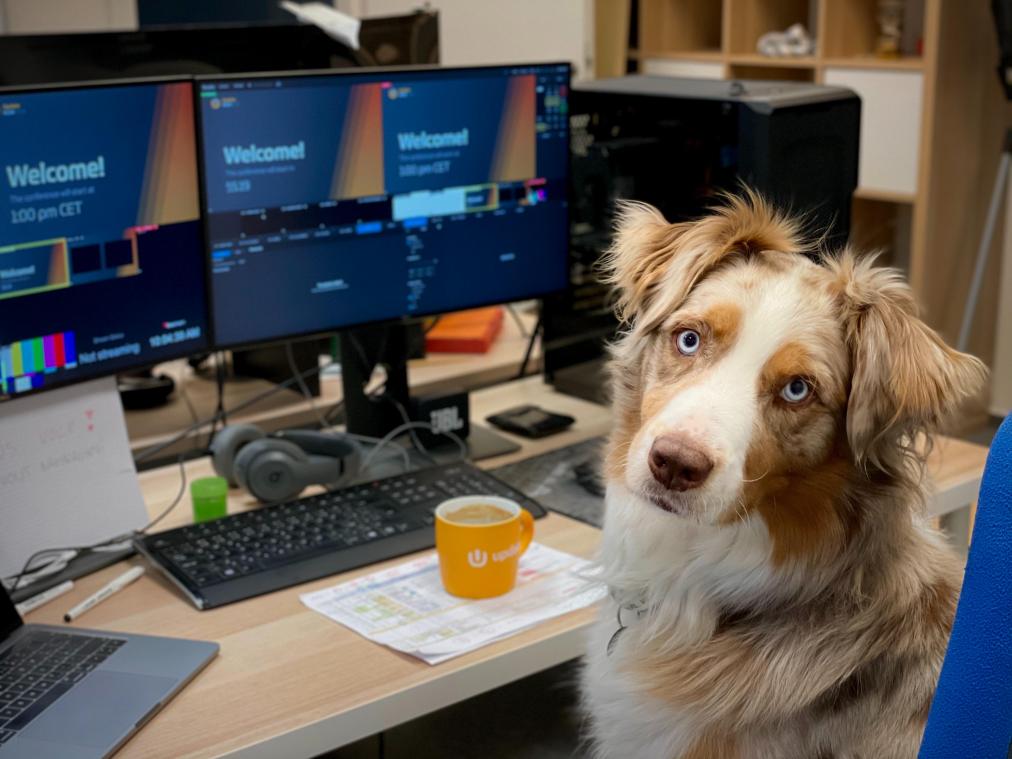 Bring your Dog to Work Day: is een kantoorhond een must?