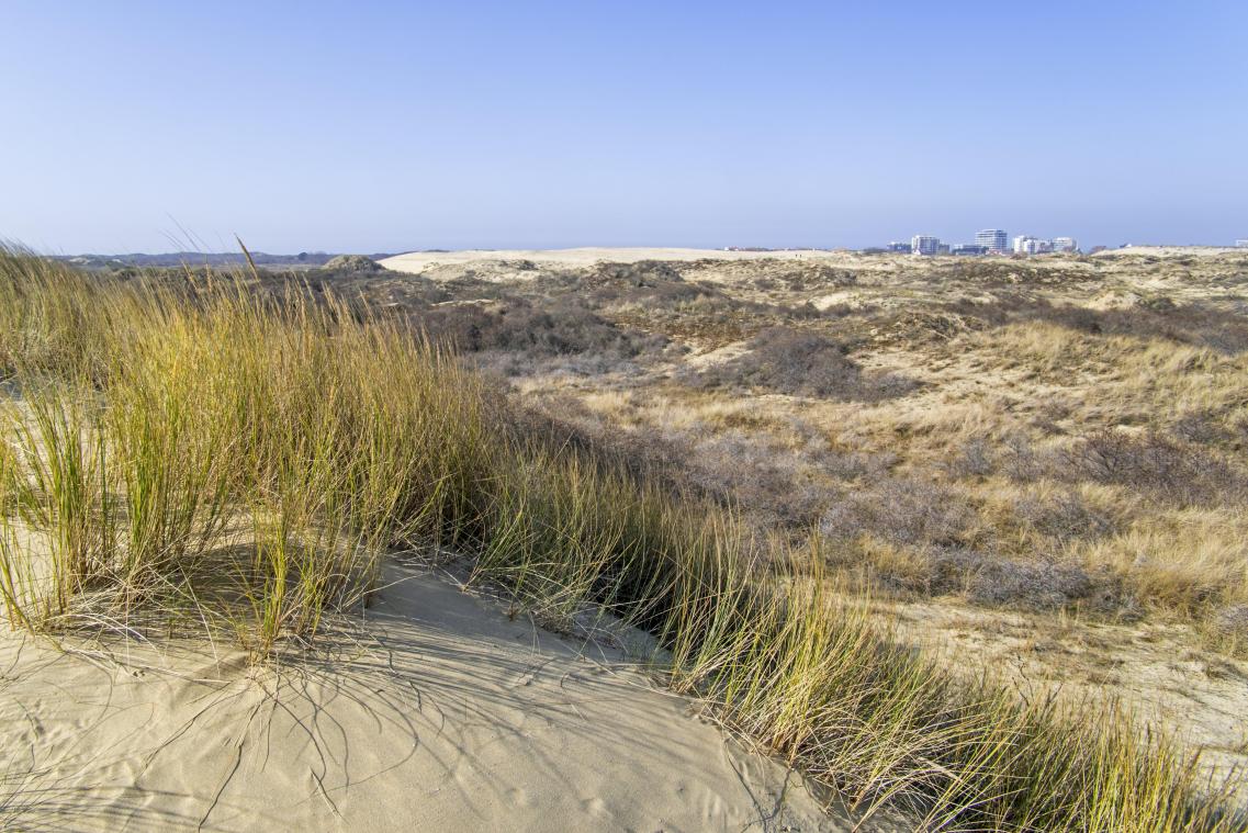 Ga op zoek naar «Big Five» tijdens safari aan Belgische kust