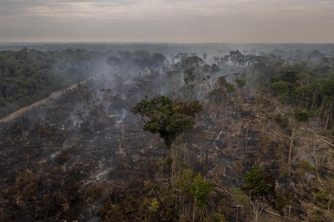 Recordoppervlakte Amazonewoud ontbost tijdens eerste helft van het jaar