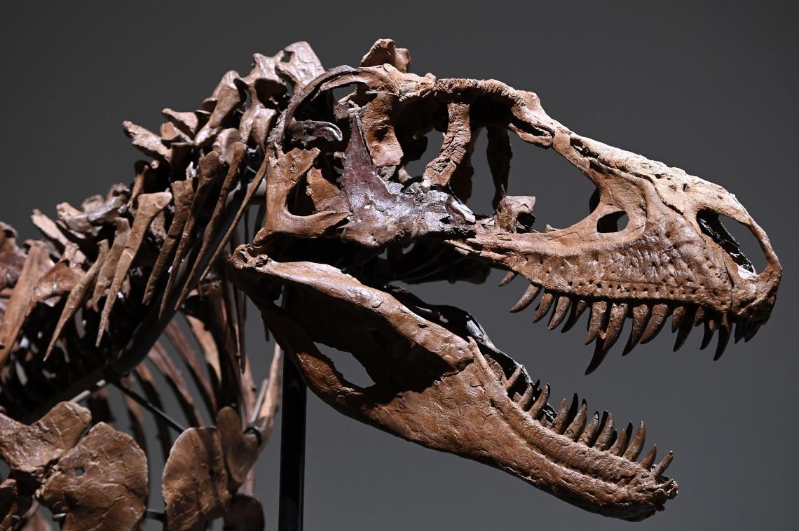 BIZAR. 70 miljoen jaar oud dinoskelet van Gorgosaurus zal geveild worden in New York
