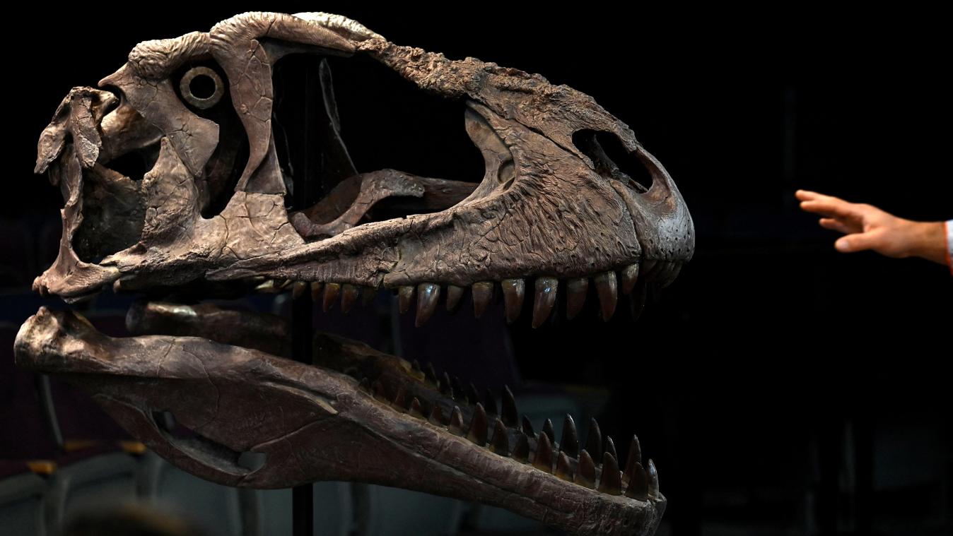 COOL. Nieuwe dinosaurussoort met enorm hoofd en kleine armen ontdekt: «Kon armen niet gebruiken om te eten» (foto)