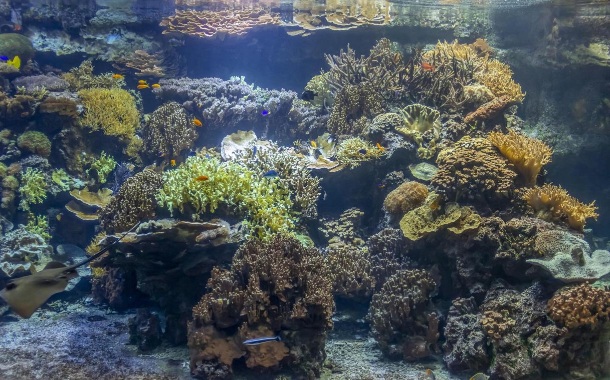 Experts waarschuwen: «Bosbranden vormen ook gevaar voor leven in oceaan»
