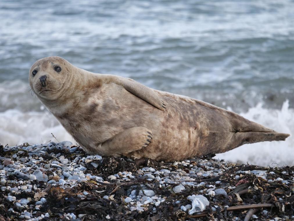 Dubbel zo veel dode zeehonden aangespoeld op Belgische kusten in 2021