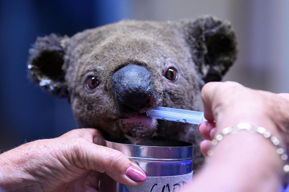 «Schokkend» rapport over fauna en flora in Australië: «Nergens sterven meer zoogdiersoorten uit»