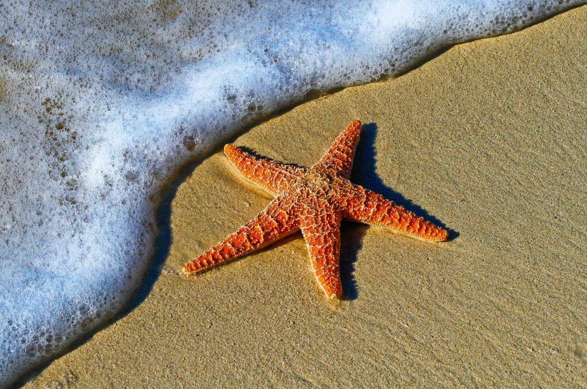 Nieuw-Zeeland smeekt om geen zeesterren meer op de BBQ te leggen