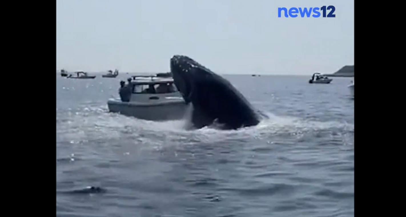 Eng! Walvis springt uit water en knalt op boot (video)
