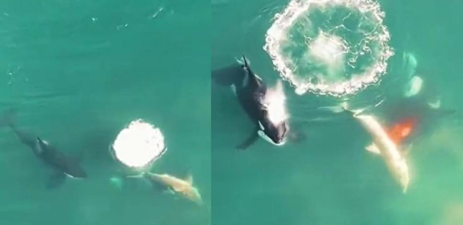 WOW. Ongeziene beelden tonen hoe orka witte haai verslindt (video)