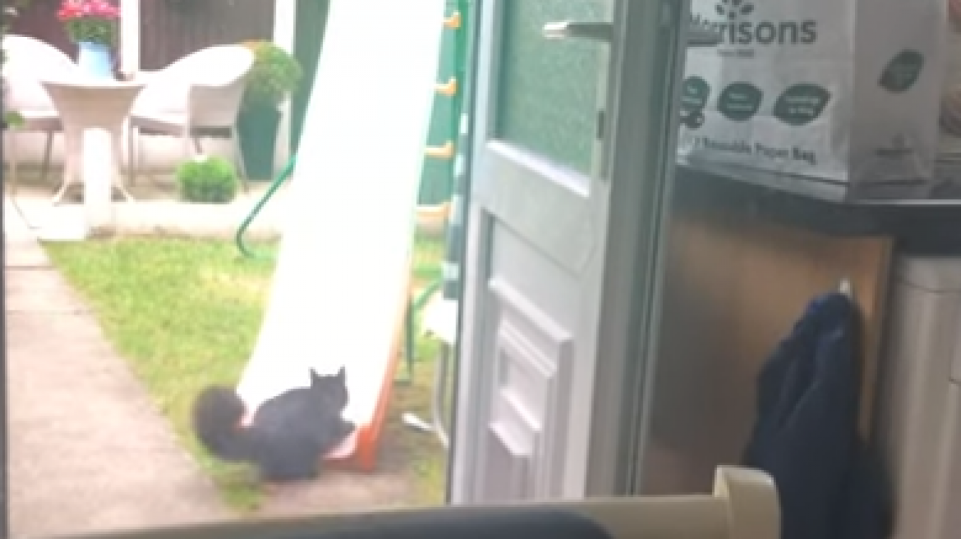 CUTE. Deze twee katten hebben de tijd van hun leven (video’s)