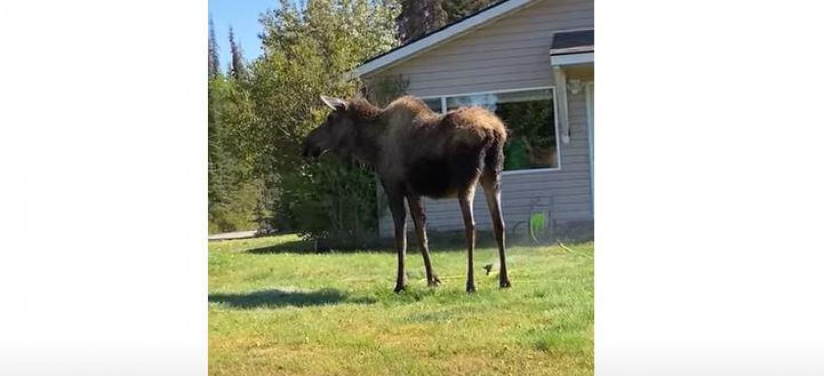 Eland neemt douche met tuinsproeier (video)