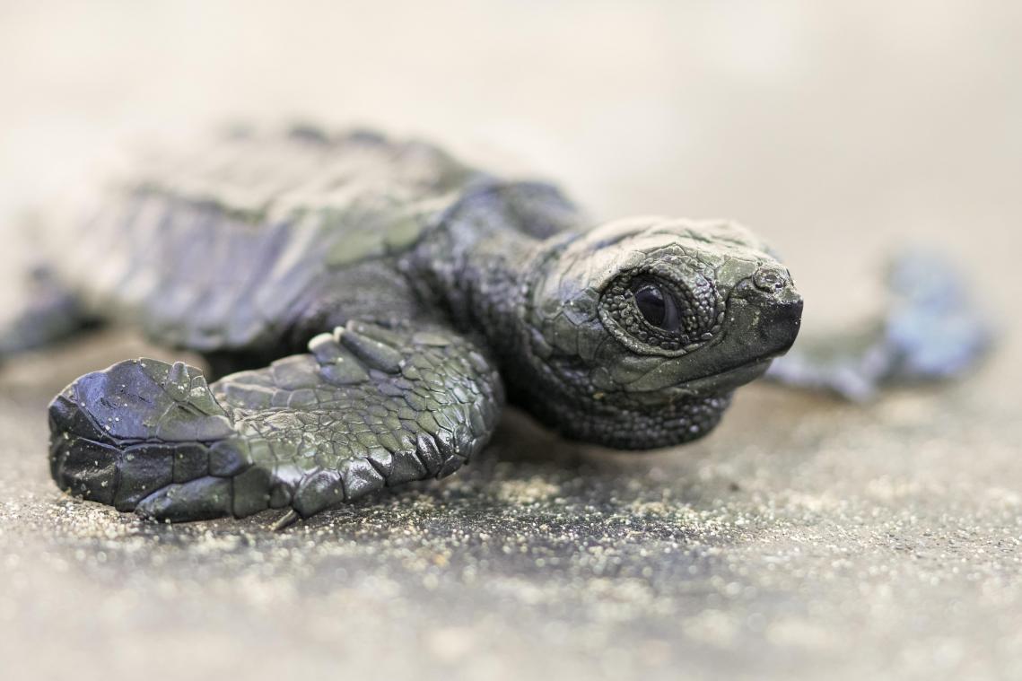 TRIEST. Waarom 99% van de nieuwgeboren zeeschildpadden vrouwelijk zijn