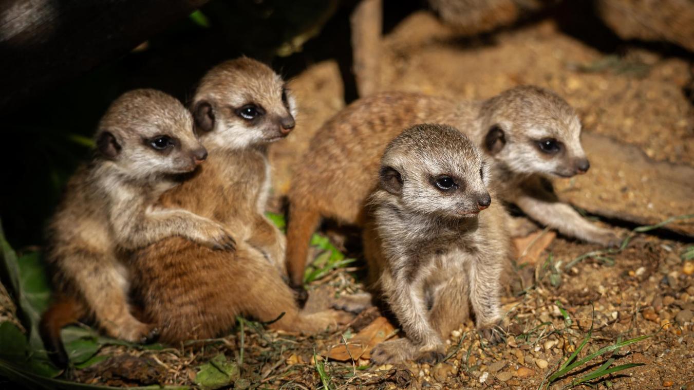 SCHATTIG! Vierling stokstaartjes geboren in Zoo Antwerpen