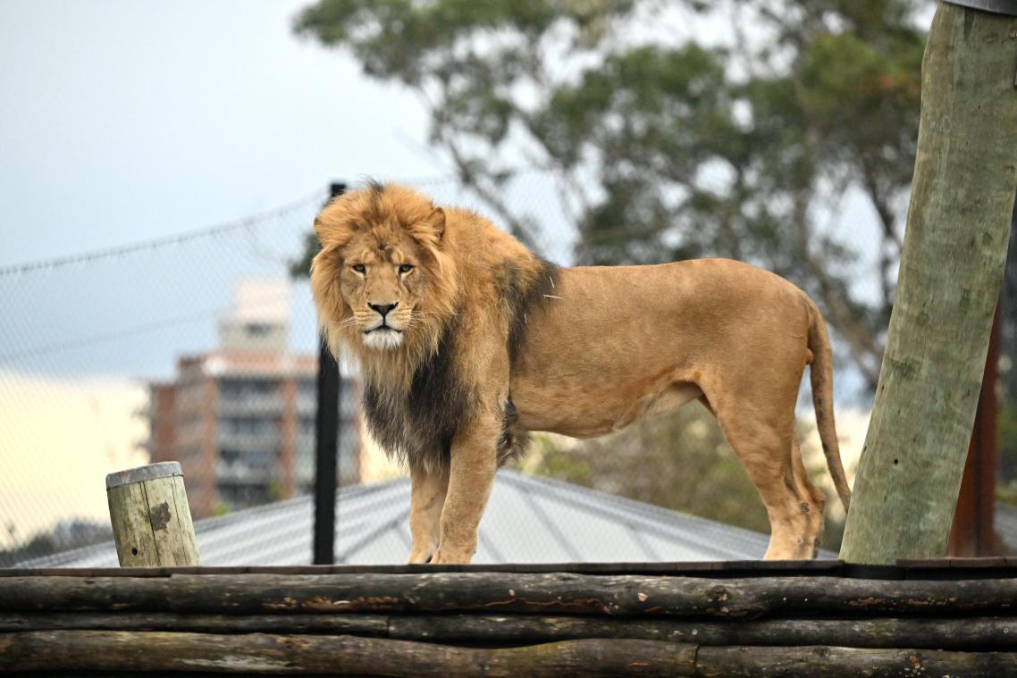 Gedaan met een leeuw in een kooi: zoogdieren krijgen verplicht grotere verblijven in Vlaamse dierentuinen