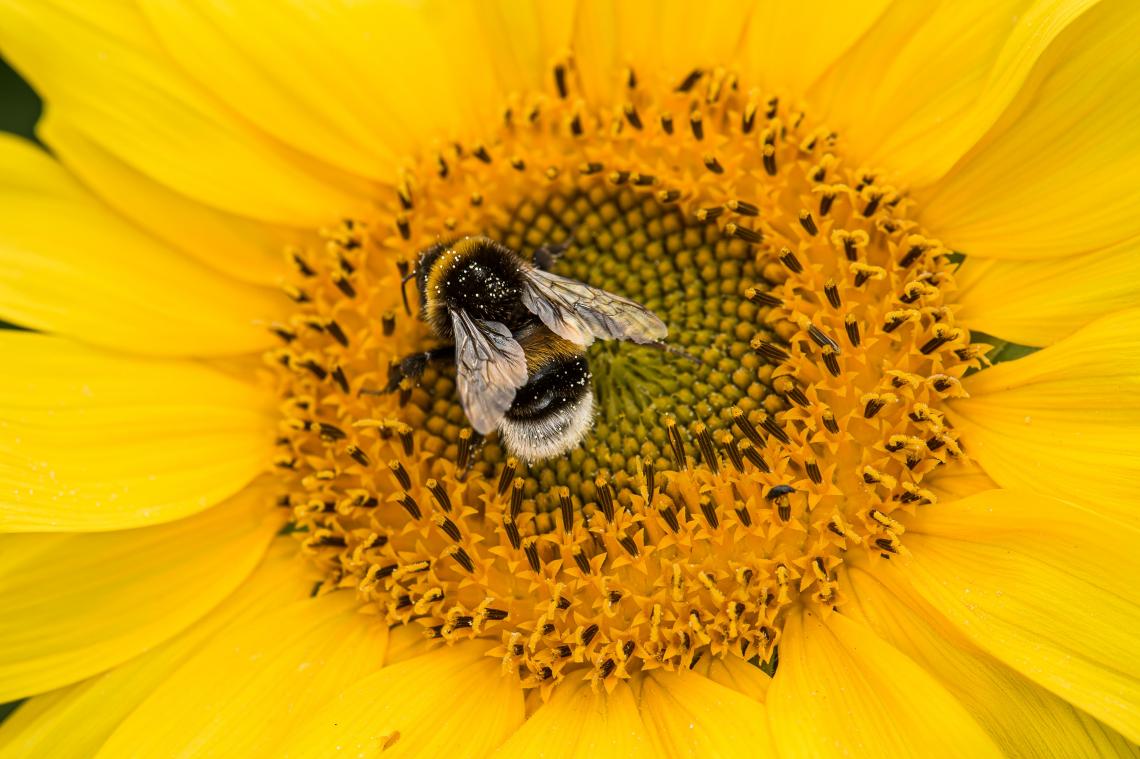 Klimaatverandering zet hommels onder druk en dat valt te zien aan hun vleugels