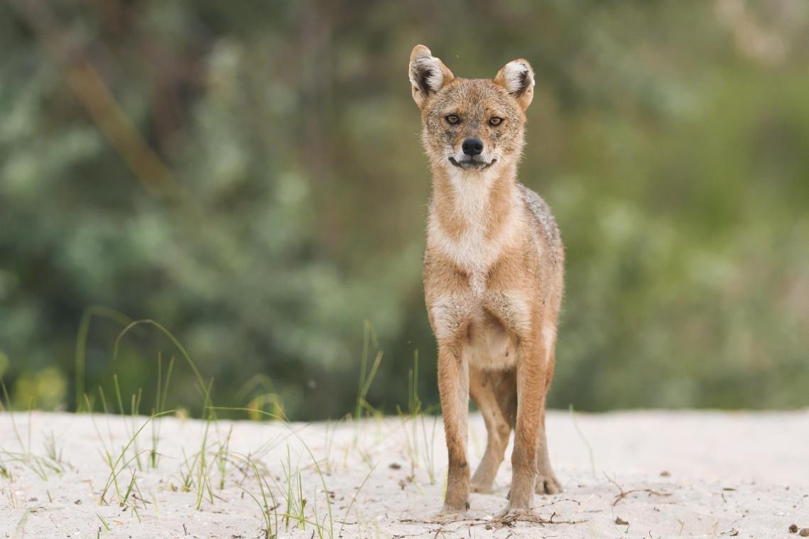Na de wolf is ook de goudjakhals naar Vlaanderen onderweg