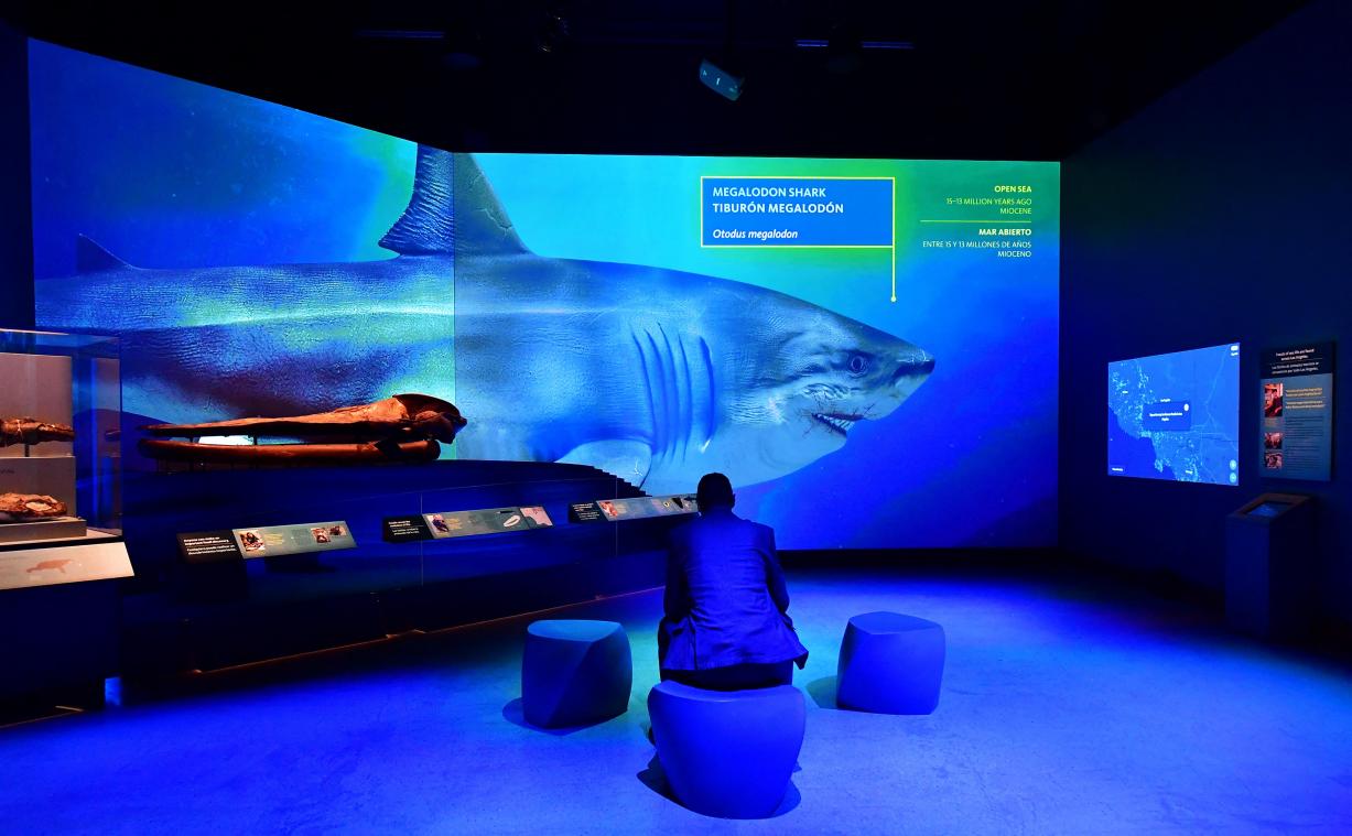 STUDIE. Dit is de megahaai die orka’s in slechts vijf happen volledig kon verorberen