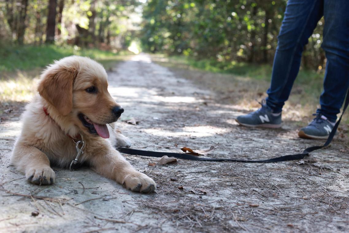 BIZAR. Wandelen met honden in Iran is «een misdrijf»