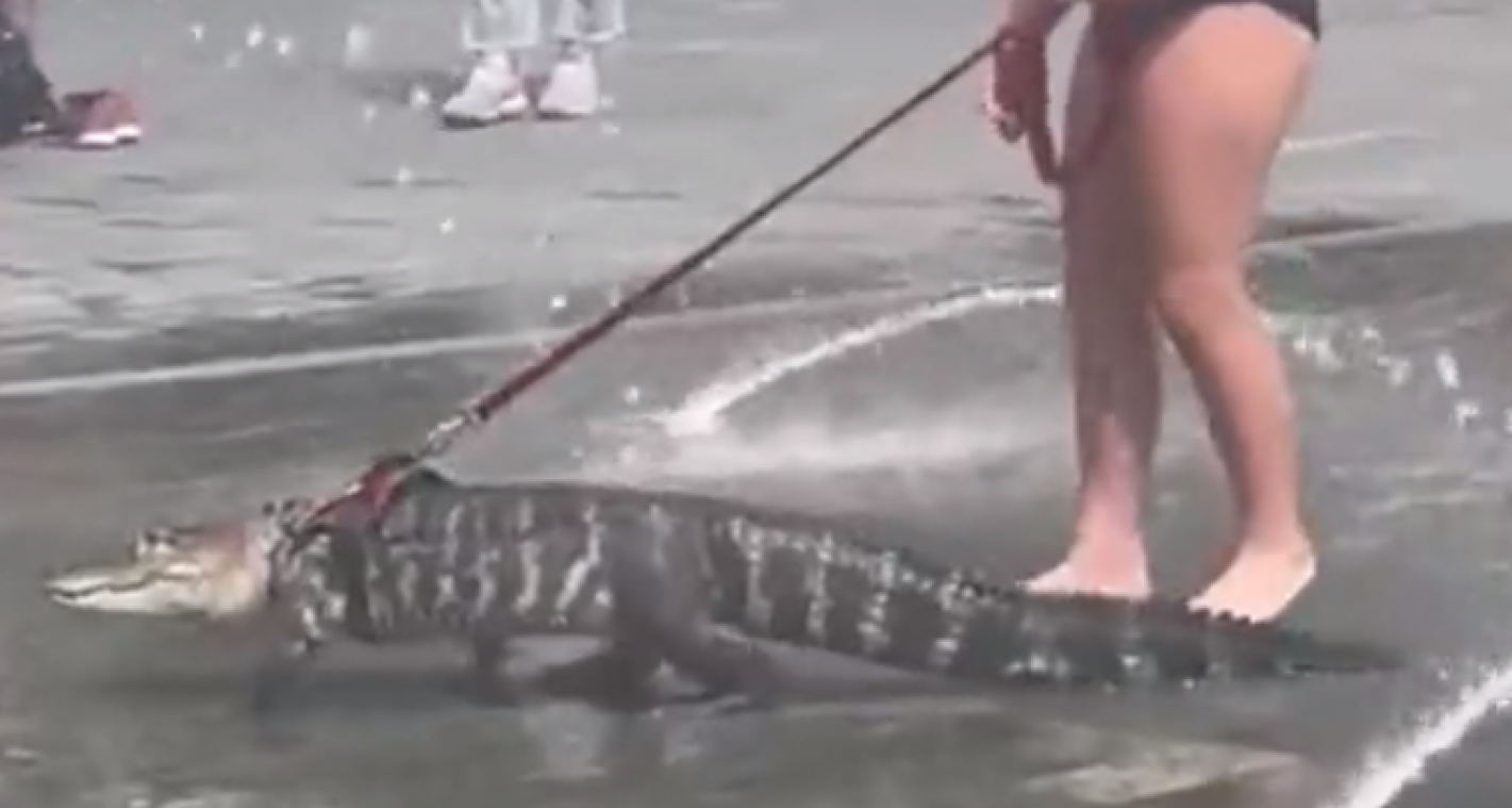 BIZAR. Meisje laat alligator ‘Wally’ uit aan de leiband voor «emotionele ondersteuning» (video)