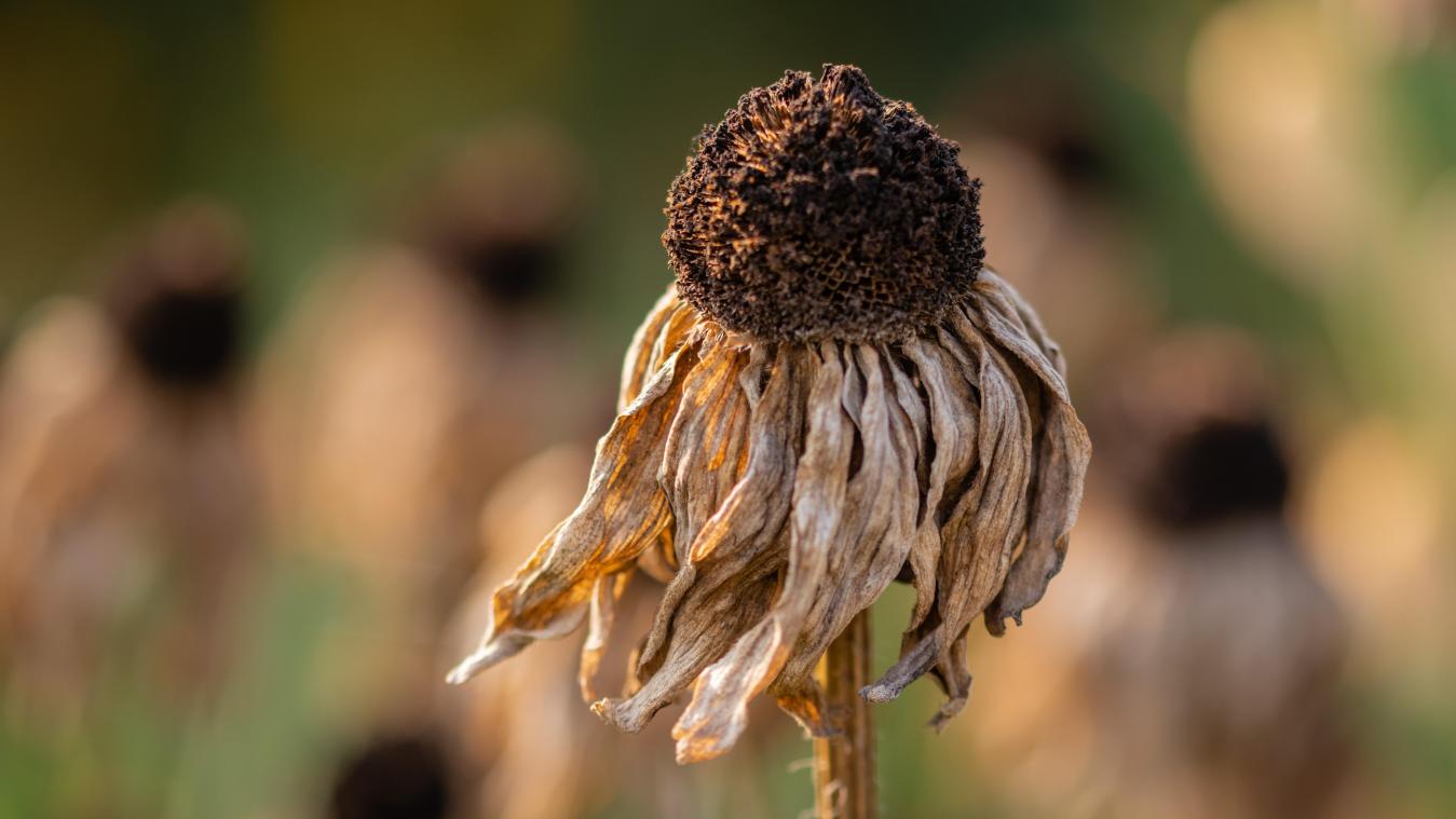 Zomer van 2022 is warmste ooit opgetekend in Europa