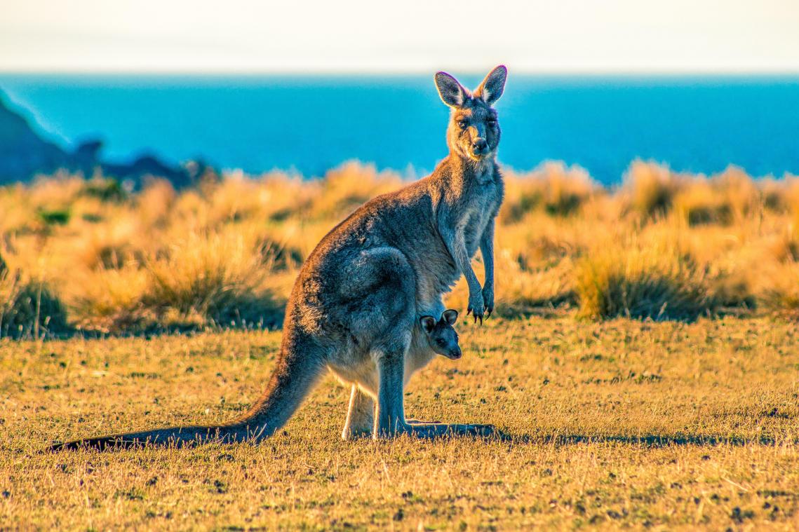 Voor het eerst sinds 1936 dode door kangoeroe in Australië