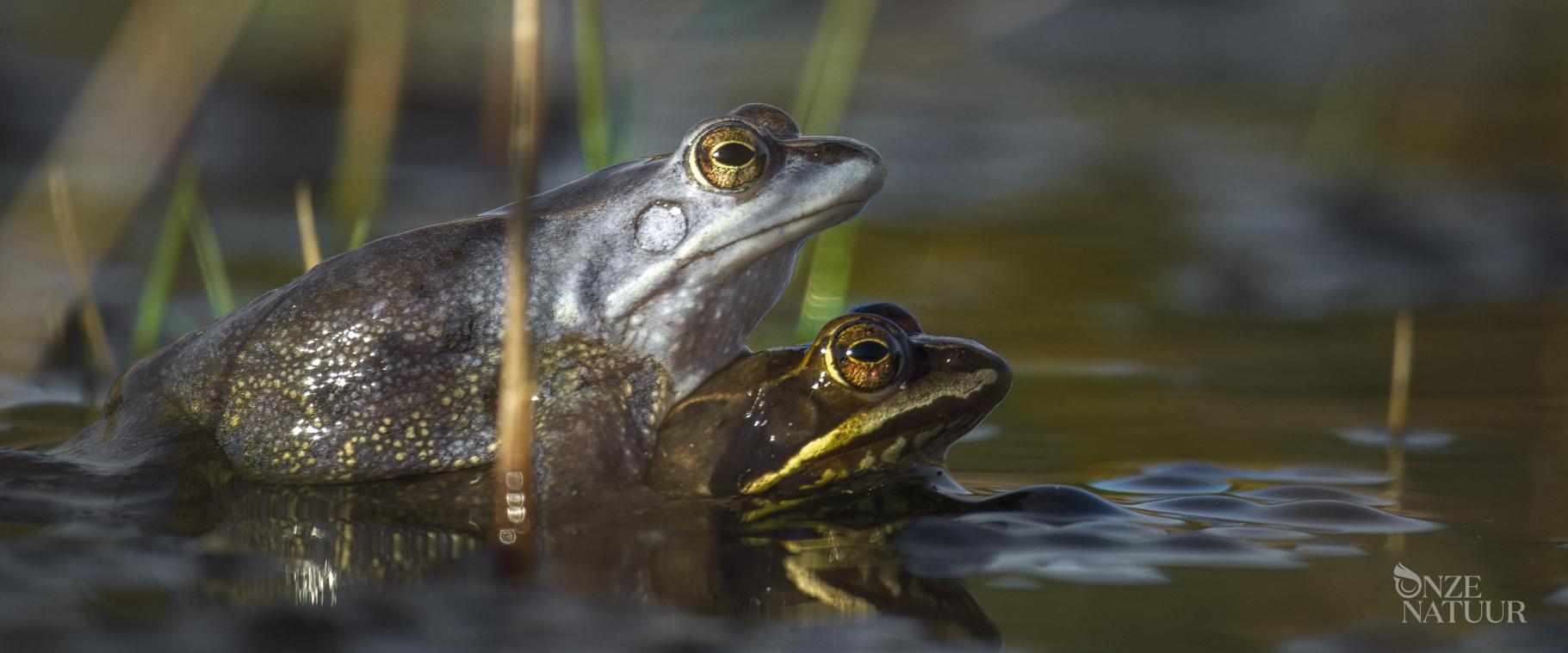 MOVIES. ‘Onze Natuur’ bezingt de Belgische fauna en flora: «We moeten de natuur koesteren»