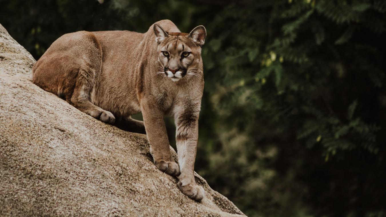 CUTE! Drie poema’s geboren in Pairi Daiza