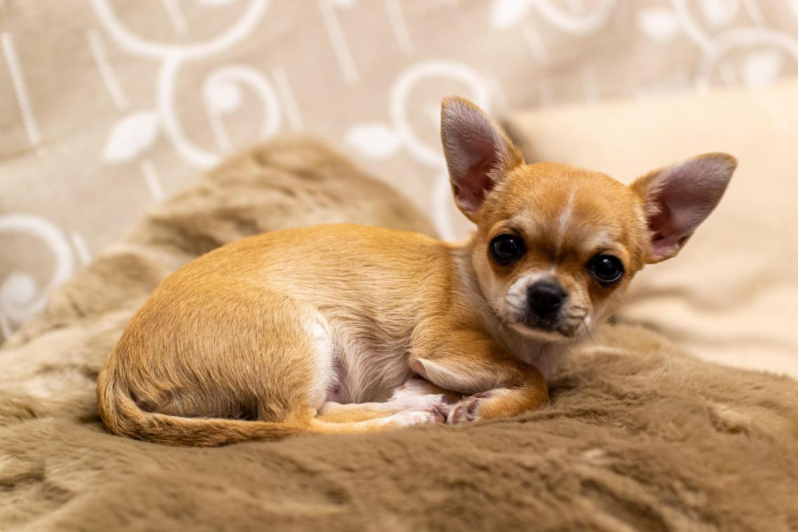 Vrouw belandt in ziekenhuis nadat chihuahua tijdens dutje in haar mond kakt: «Afschuwelijk»