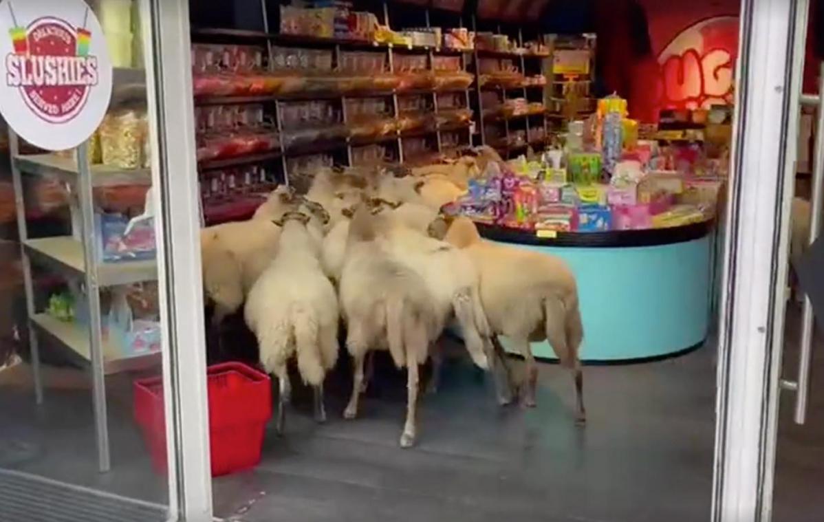 Schapen zetten Lierse snoepwinkel op stelten: «Ze hebben aan dingen gelekt, de herder is hen moeten komen halen» (video)