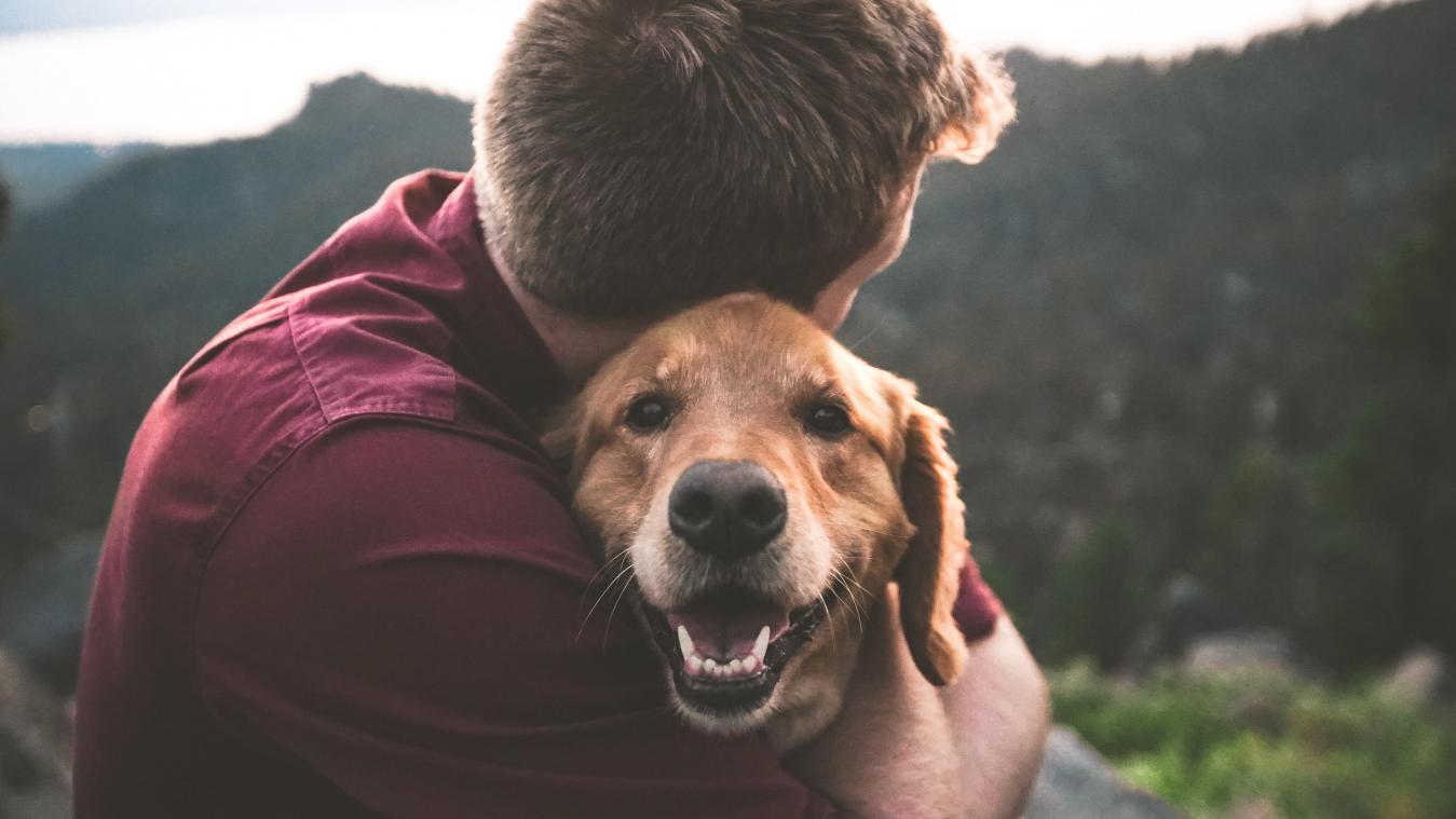WOEF. Hond aaien activeert hersenen meer dan een knuffeldier aaien