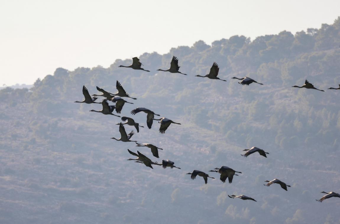 Een op de acht vogels dreigt uit te sterven