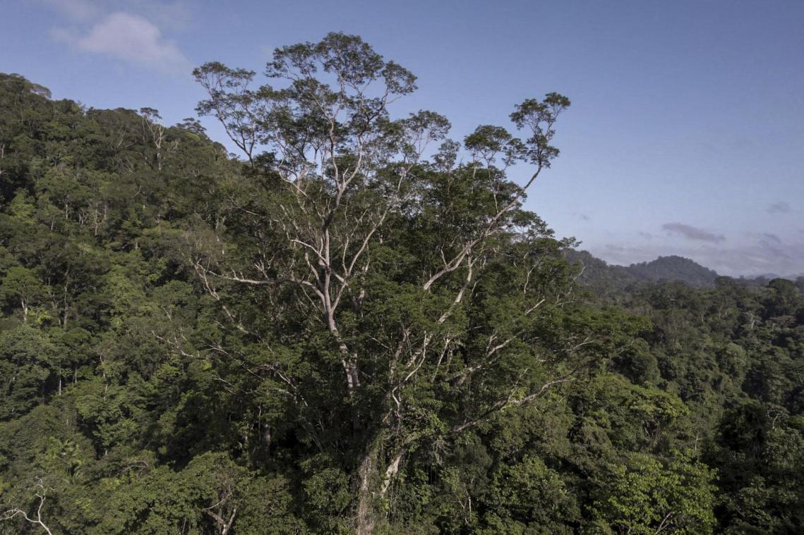 Na vijf expedities door helse jungle: Wetenschappers bereiken hoogste boom van Amazonegebied